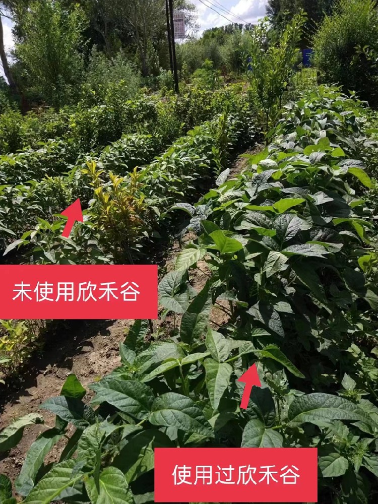 欣禾谷应用案例