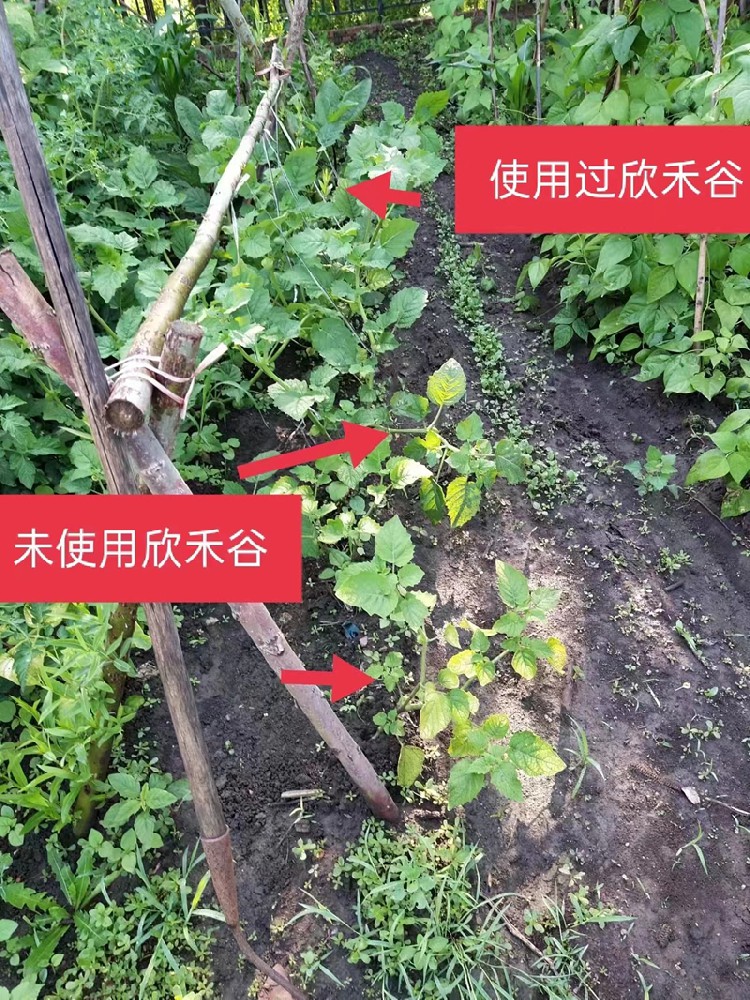 欣禾谷应用案例